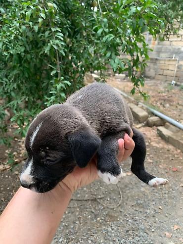 одежда для собак в баку: Amstaff/Pitbull penvendli 1 ayliq 4 dişi 4 erkek Şəkillərdə balaca — 5