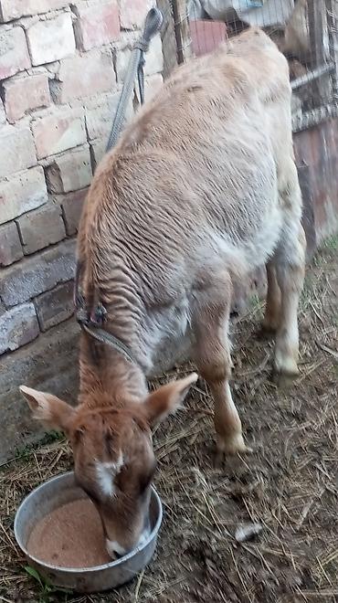 Коровы, быки: Продаю | Тёлка — 9