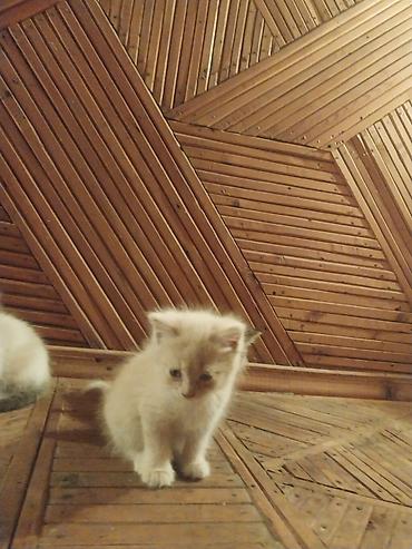 кошка регдолл: Отдам красивых котят в хорошие руки — 9