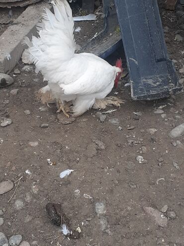 Xoruzlar: Yaponka xoruz 8 alıqdı aktiv sağlam xoruzdu təkdi — 4