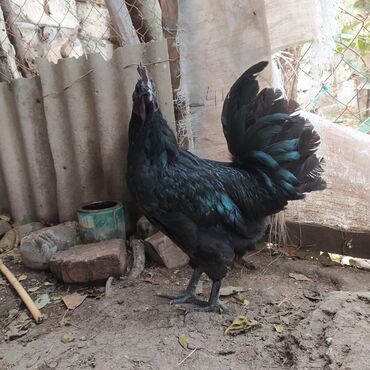 Heyvanlar: Ayam Cemani xoruzu satilir.Qiymet 100 manat.8 ayliq saglam