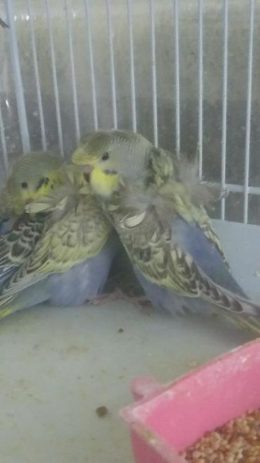 Tutuquşları: Bir ədədi -100-azn 150 azn aq rəydə olanlar qiymət fərqli hazır -da lalafo.az — 15 Tutuquşları: Bir ədədi -100-azn 150 azn aq rəydə olanlar qiymət fərqli hazır — 15