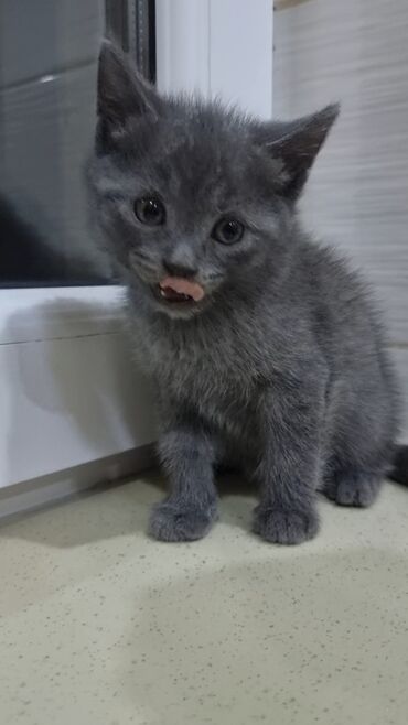 Pişiklər: Şotland, Erkək, Ünvandan götürmə, Ödənişli çatdırılma -da lalafo.az — 7 Pişiklər: Şotland, Erkək, Ünvandan götürmə, Ödənişli çatdırılma — 7