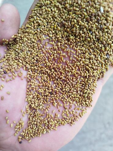 Кормовые растения: Семена кормовых растений: Люцерна — 3