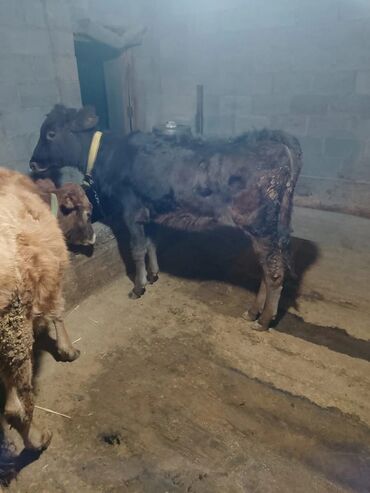 купить домик для кошки недорого: Продаю | Музоо, торпок | На откорм | Привязанные