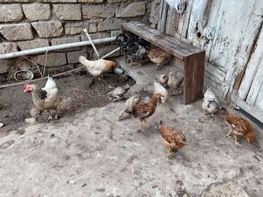 Toyuqlar: Toyuq, Damazlıq, Ünvandan götürmə