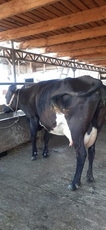 купить доильный аппарат на одну корову: Продаю | Корова (самка) | Швицкая | Для молока | Стельные