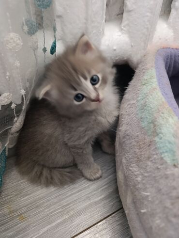 мейн кун бишкек питомник lyubushka купить котенка цена фото: Продажа Чудесных Котят🤩🤩 2 Мальчика 🥳🥳все будут пушистые 😍😍 пишите на