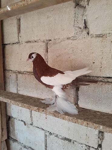 sirvan teze itler satisi: Salam olsun her kese . Dutu kevendi yeni yeni qizir mayadi keven — 1