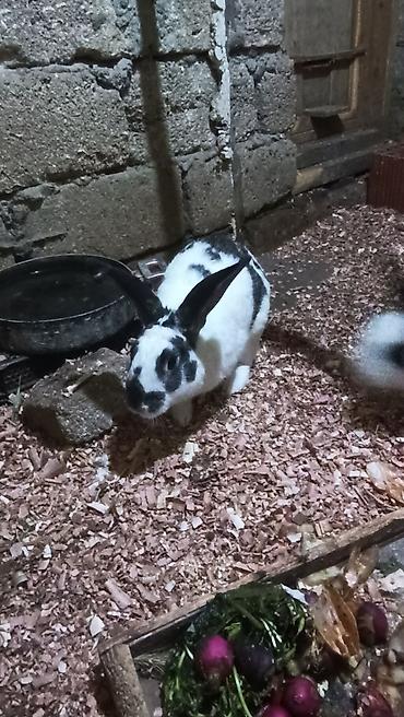 Dovşanlar: Ağ-qara və ağ-qəhvəyi rənglərdə ev dovşanları Məhsulun təsviri: - — 2