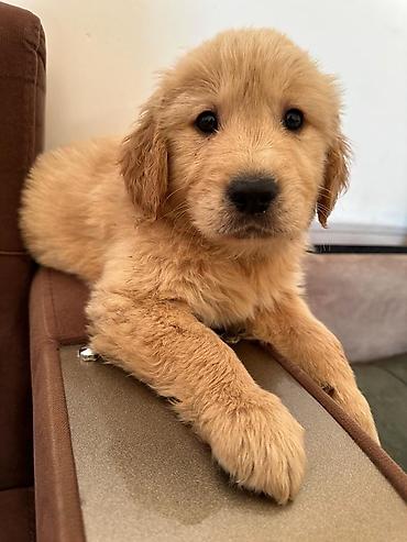 İtlər: Labrador-retriver, 1 ay, Erkek — 5
