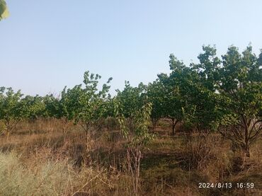 qəbələdə torpaq satılır: 12 соток, Для сельского хозяйства, Бялядия (муниципалитет)