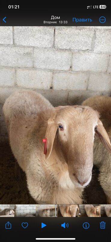 оптом козу: Продаю | Овца (самка), Ягненок | Арашан | На забой, Для разведения