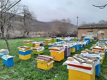 bakida cins ineklerin satisi: Arı ailəsi satılır (Quba). Arılar tam sağlamdır, profilaktik tədbirlər — 4