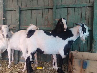 Козы, козлы: Продаю | Козёл (самец) | Зааненская | Для разведения | Племенные — 13