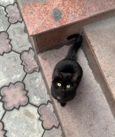 Коты: По просьбе ⬇️⬇️⬇️ Возле моего дома на улице Чуйкова живет