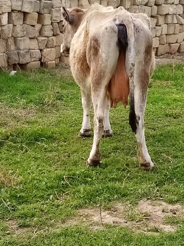 Inəklər, öküzlər: Salam südverən İNƏK. 6.7 LİTİR SÜD VERİR YAĞLI SÜDÜ VAR DİŞlİ CAVAN -da lalafo.az — 12 Inəklər, öküzlər: Salam südverən İNƏK. 6.7 LİTİR SÜD VERİR YAĞLI SÜDÜ VAR DİŞlİ CAVAN — 12