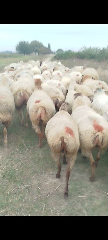 Qoyunlar, qoçlar: Dişi, il: 1, 50 kq, Damazlıq, Ünvandan götürmə — 6