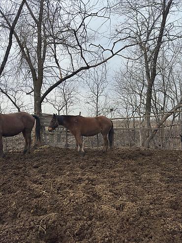 Лошади, кони: Продаю | Кобыла (самка), Конь (самец), Жеребенок | Полукровка | На забой, Для разведения, Для молока — 1