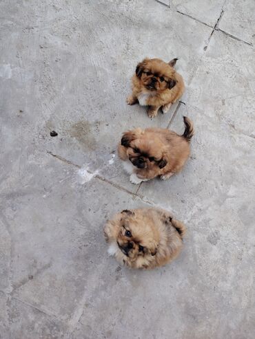 щенок в добрые руки: Pekines