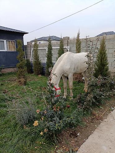Лошади, кони: Продаю | Конь (самец) | Рабочий, Для разведения, Конный спорт | Мерин — 5