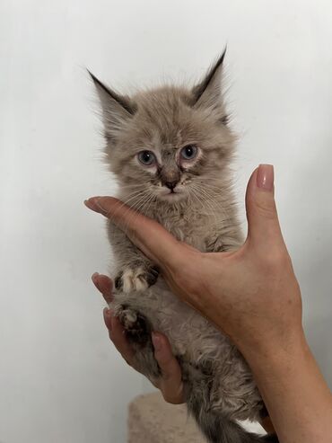 кошка домашний: Кошка даром: Беспородная, 3 месяца, Мальчик, Приучена к лотку, Проглистована