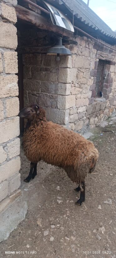 Qoyunlar, qoçlar: Erkək, il: 1, 60 kq, Damazlıq, Ünvandan götürmə — 7