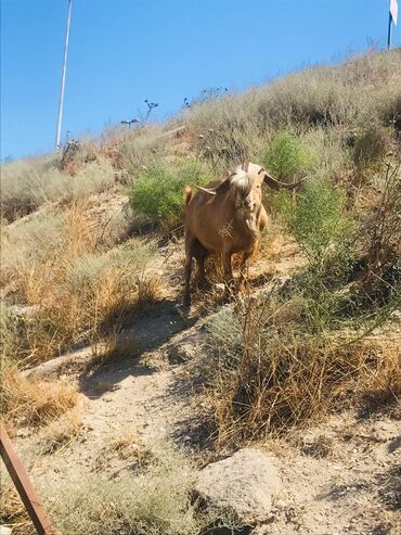 Keçi, çəpiş: Məhsul: Qoyun-keçi təsərrüfatı üçün keçilər Təsvir: - Şəkillərdə — 18