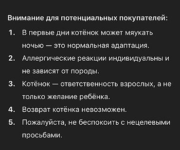 Продажа кошек: Скотиш Страйт (Шотландская прямоухая), 2 месяца, Мальчик, Золотая шиншилла, Приучена к лотку — 12