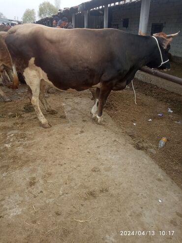 коровы животные: Продаю | Корова (самка) | Для молока
