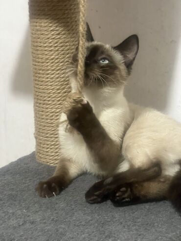 сиамские кот: Сиамская кошка отдам в хорошие руки мальчик