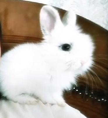 it satilir ucuz: Holland mini lop dovşani,tam saglamdi,ev şəraitində saxlanılıb, baxa — 2