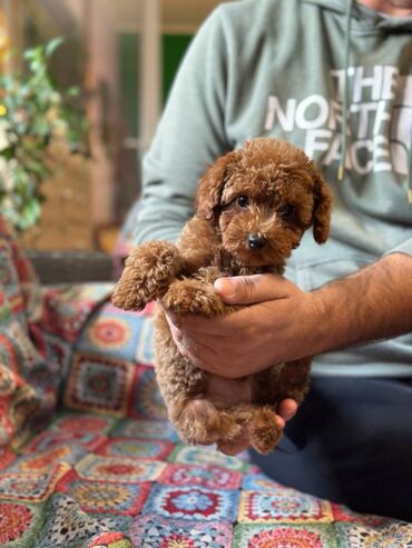 Psi: Nasa odgajivacnica se nalazi u Indjiji i bavimo se uzgojom pasa 15 — 11