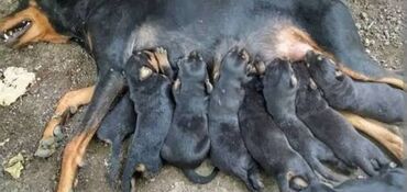 İtlər: Rotveyler — 4