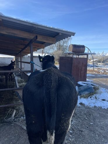 домашние птицы: Сатам | Уй (ургаачы) | Голштин | Сүт алуу үчүн lalafo.kg да домашние птицы: Сатам | Уй (ургаачы) | Голштин | Сүт алуу үчүн