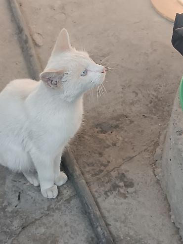 коты белый: Кошка даром: Беспородная, 6 месяцев, Мальчик, Приучена к лотку — 1