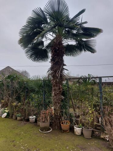 palma ağacı qiyməti: Palima agacları her novu mumkundu