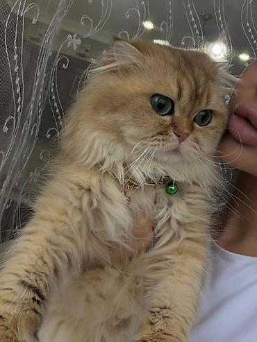 Pişiklər: Qızıl şinşilla, Dişi — 12