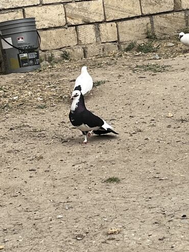 Göyərçinlər: Göyərcin