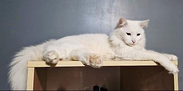 Pişiklər: Türk anqora, Erkək — 8