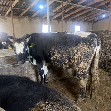 Коровы, быки: Продаю | Бык (самец) | Швицкая, Алатауская | На откорм, На забой, Для разведения — 9