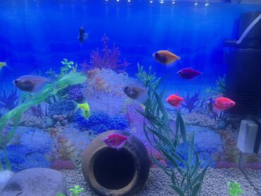 Balıqlar: Glofish, Sülhsevər — 6