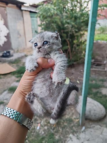 Животные: Котята, примерно 3–4. Первое фото 500. Остальные по 200 сом. Забрать — 1