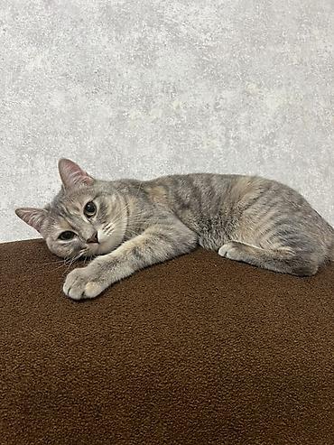 scottish fold: Кошка даром: Скотиш Страйт (Шотландская прямоухая), 1 год, Девочка, Метис, Приучена к лотку — 1