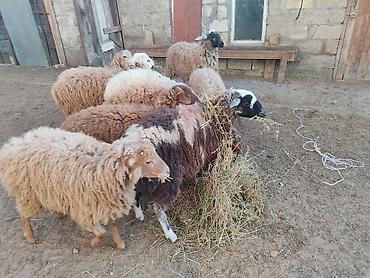Quzu: Erkey qoyunlar 8 eded hamsi erkeydi — 9