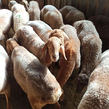 Бараны, овцы: Продаю | Овца (самка) | Полукровка | Для разведения | Ярка