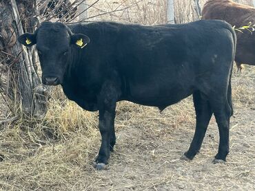 домики для хомяков: Продаю | Бык (самец) | Ангус