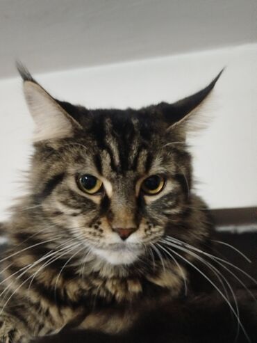 Mačke: Maine Coon mačka – prelepa tigrasta (brown tabby) ženka sa izrazitim — 2