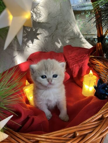 Pişiklər: Britan, Erkək, Dişi — 19