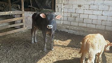 Коровы, быки: Продаю | Бык (самец) | Швицкая | На откорм — 1